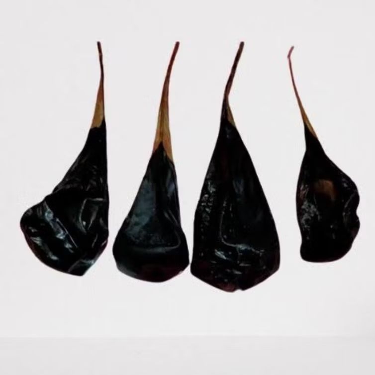 Empedu Biawak kering, Obat Asma, Diabetes, Gatal-gatal, Alergi, Penyakit Kulit, Harga perbutir