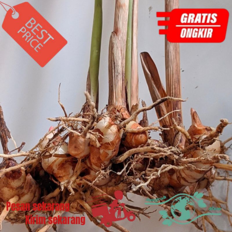 

Lengkuas Laos segar 1 kg