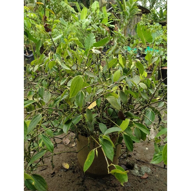 

lada putih 100 gram/mrica putih 100 gram