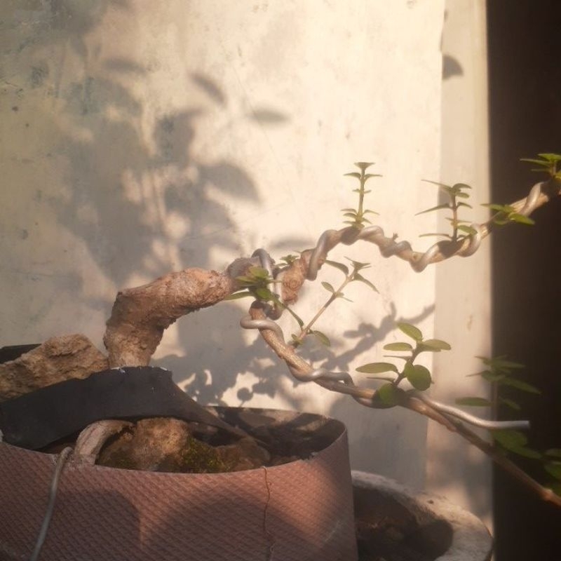 bahan bonsai mame sancang