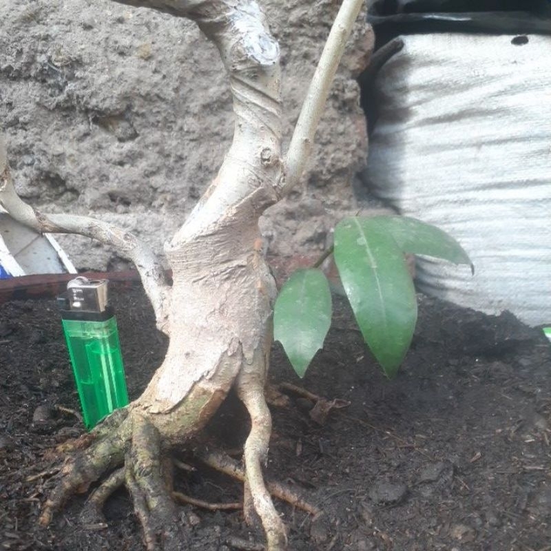 bahan bonsai amplas putih