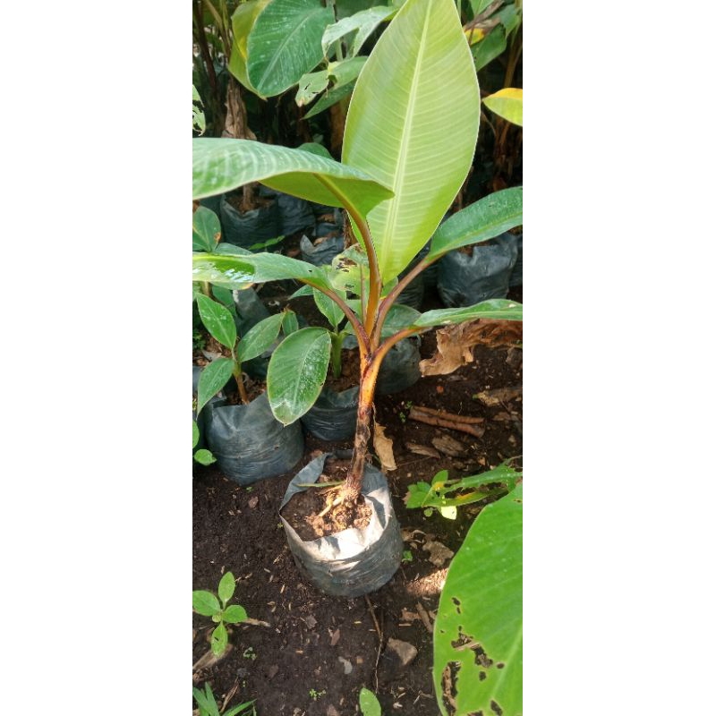 bibit pisang mas