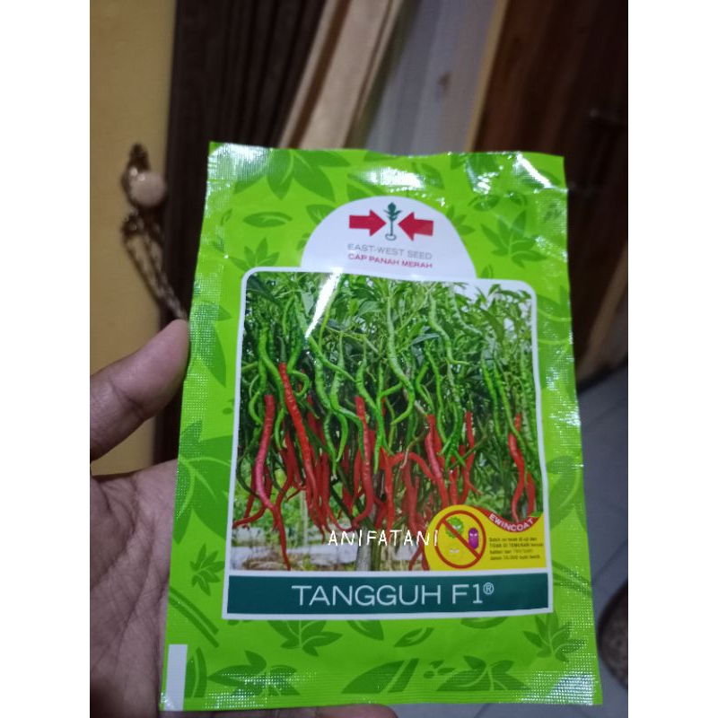 TANGGUH F1 cabe keriting