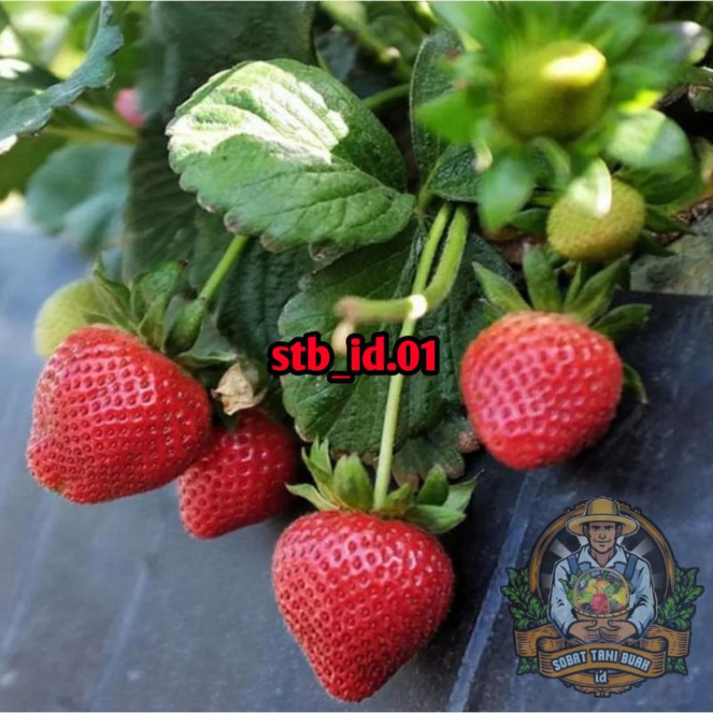 BIBIT STRAWBERRY CALIFORNIA BUAH MANIS DAN JUMBO