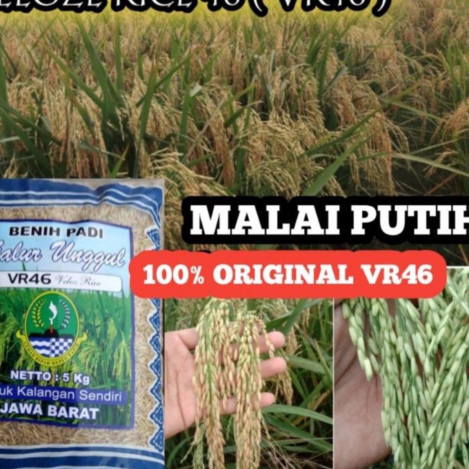 Limit Benih bibit padi VR46  Velloz Rice kemasan 5kg