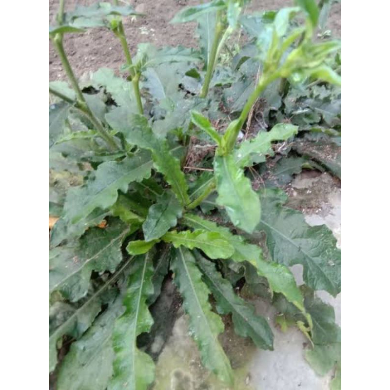 

tapak liman paket isi 5 tanaman