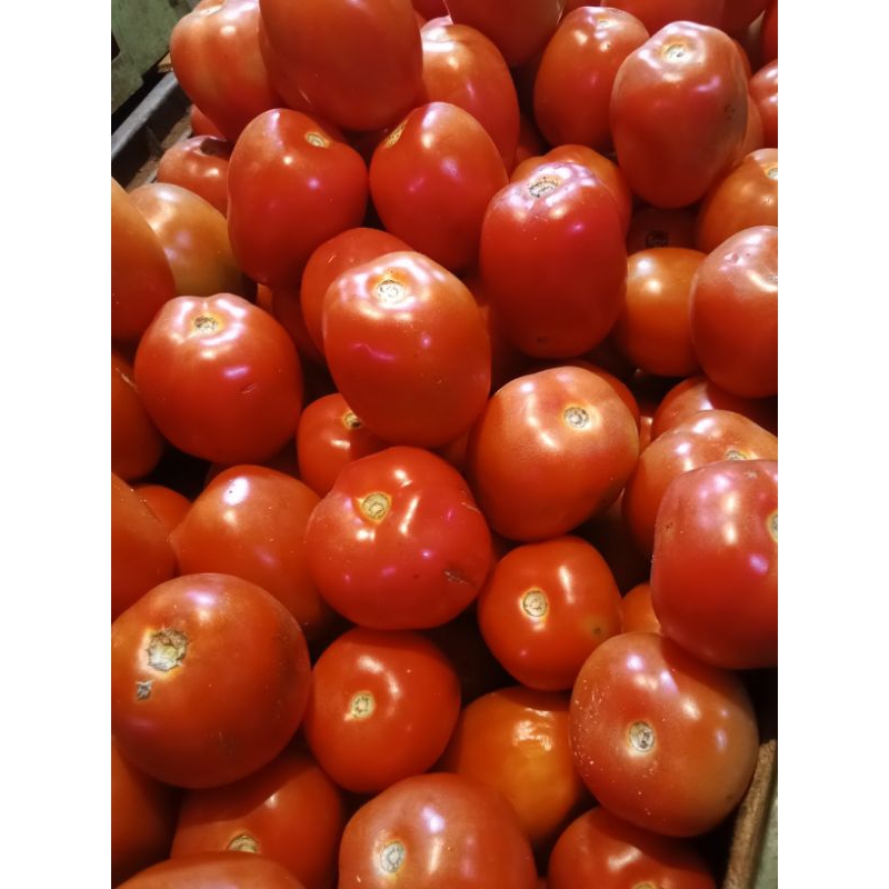 

tomat merah 5kg