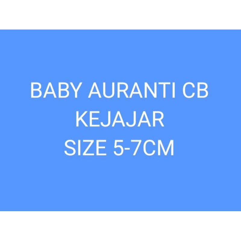 auranti cb kejajar size 5-7cm