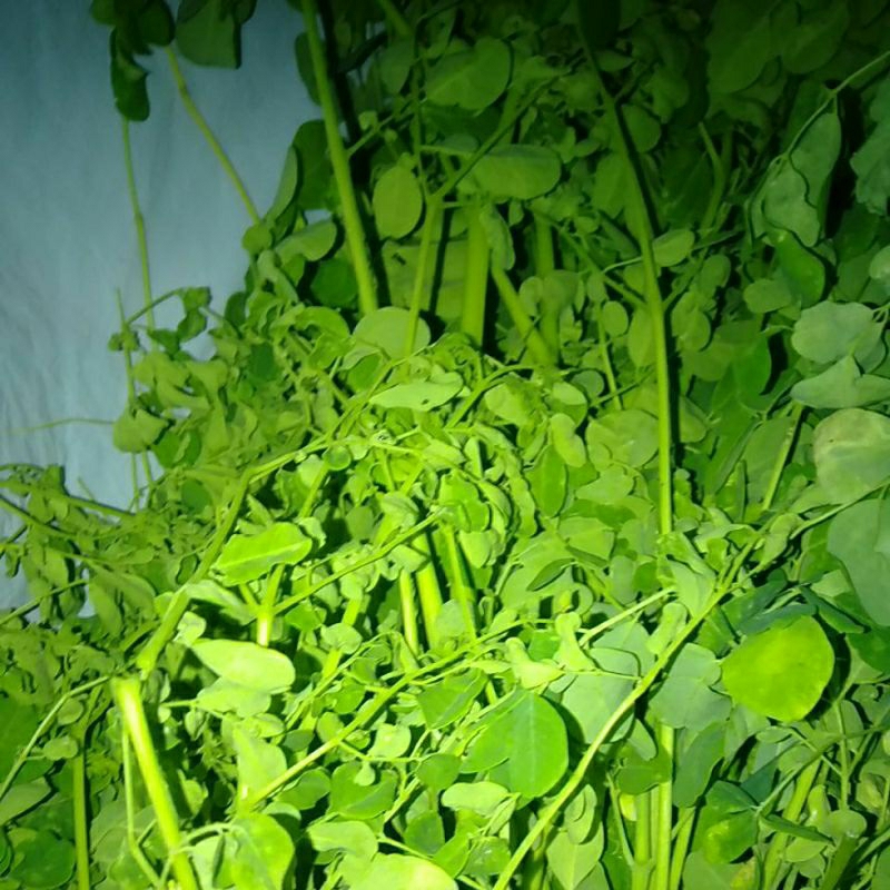 

Daun Kelor Kelur Moringga 250 gram