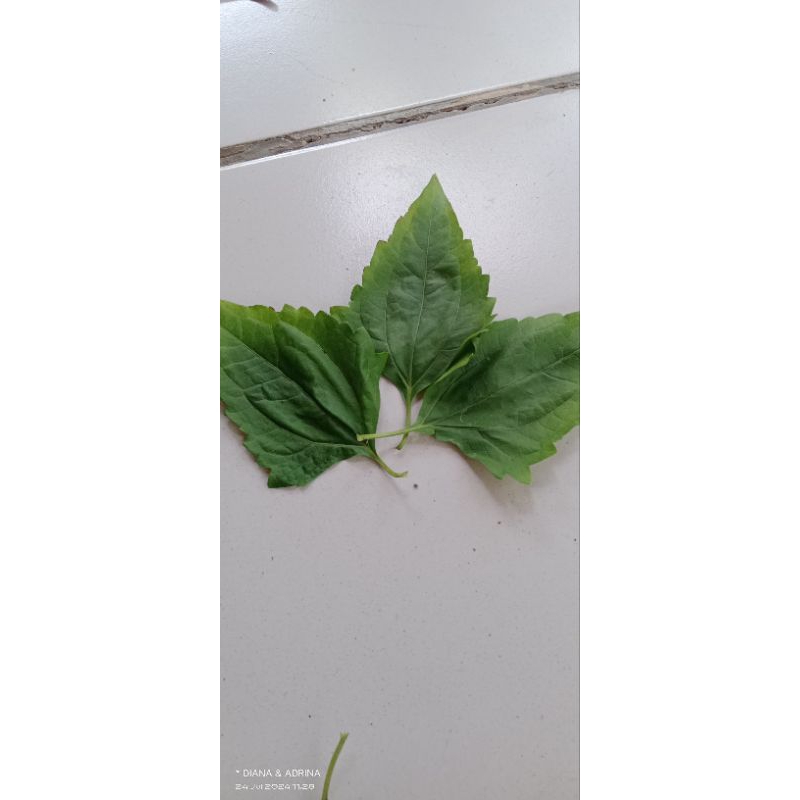 

DAUN BALAKACIDA SEGAR(perlembar)