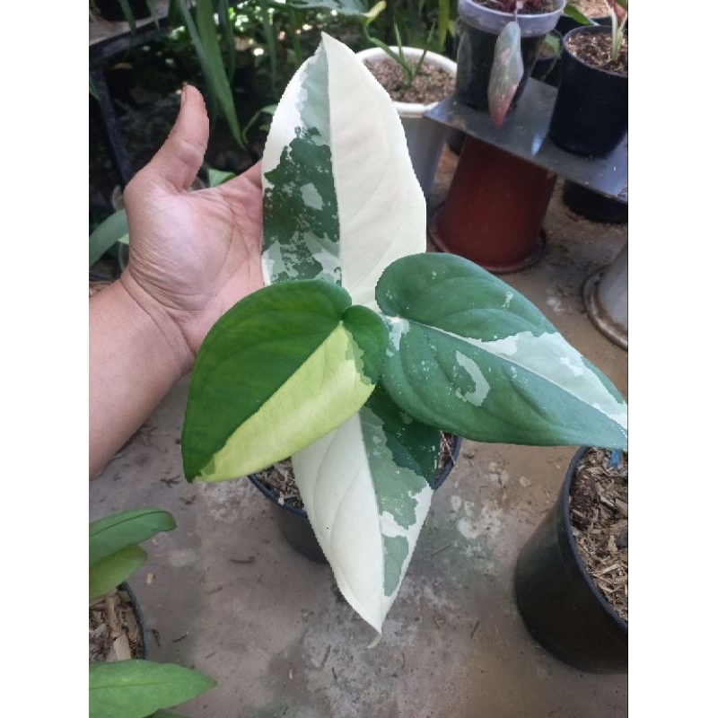 tanaman hias syngonium chiapense variegata