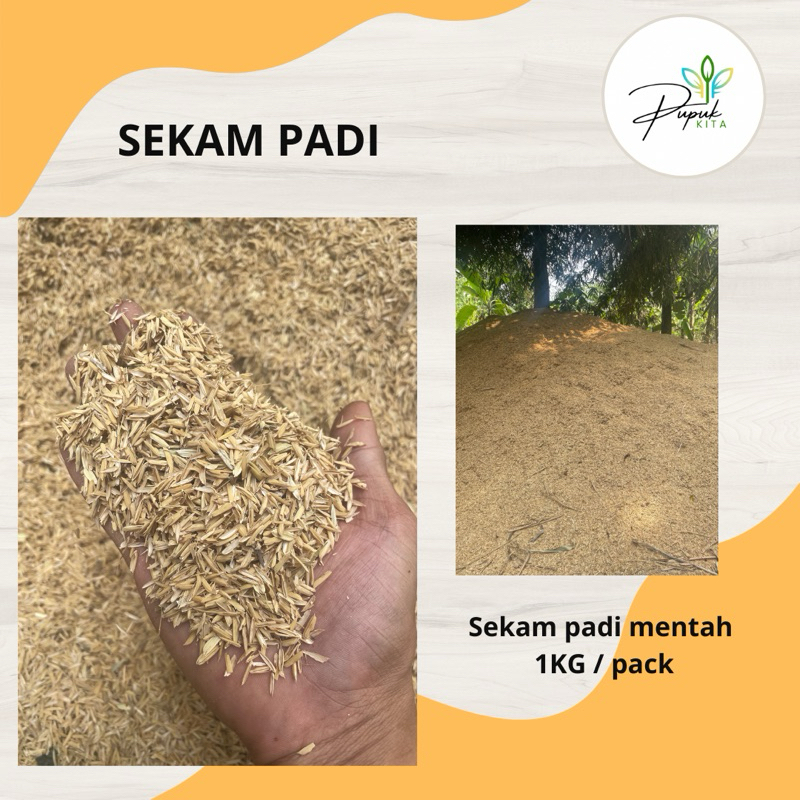 1KG SEKAM PADI MENTAH | MEDIA TANAM SEKAM PADI