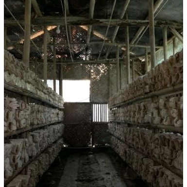 

Jamur Tiram Ayumi (Mentahan Fresh)
