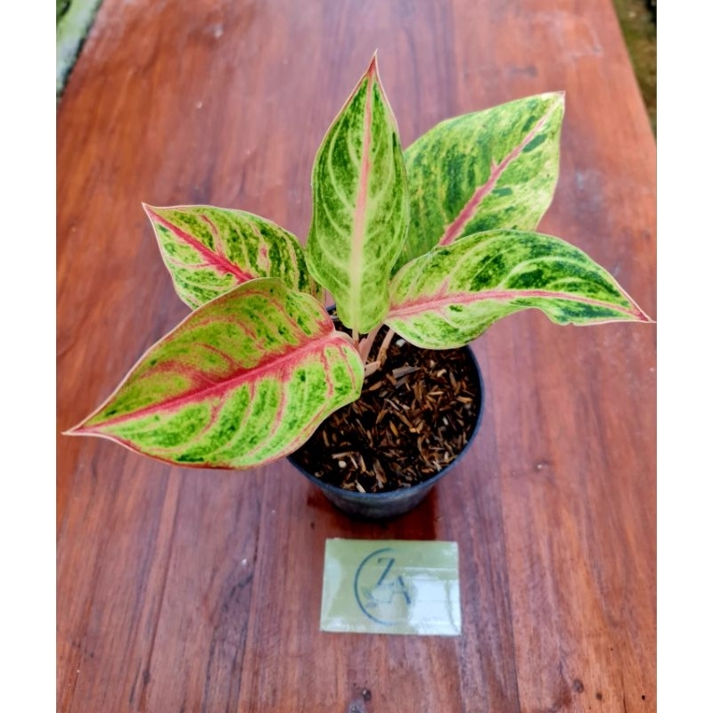 Aglonema Sweet Heart