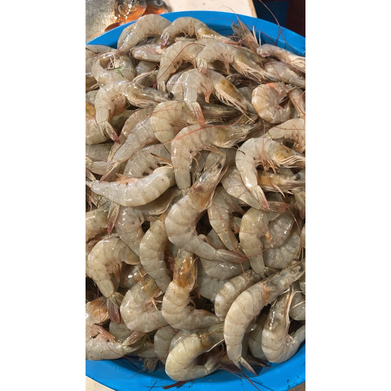 

UDANG PANAME SEDANG SIZE 70