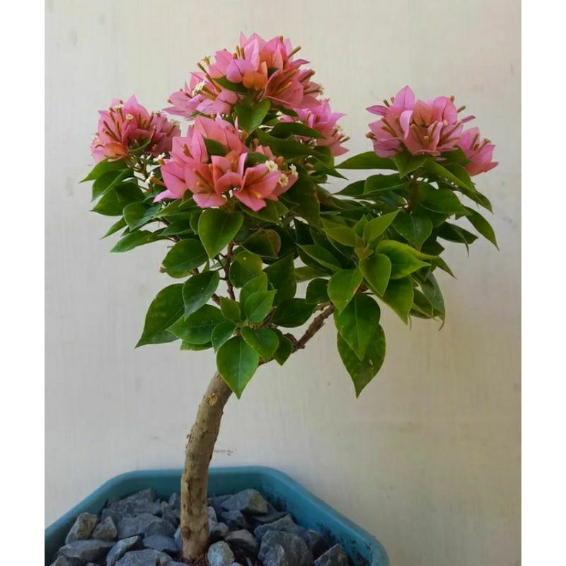 Tanaman hias Bougenville Singapore peach pohon Bougenville Singapore peach bibit Bougenville Singapo