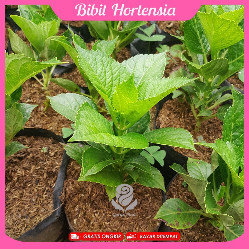 Bibit Import Hydrangea - Bunga Hortensia Holland