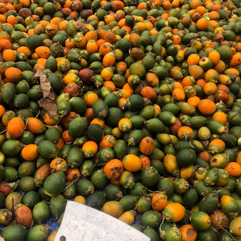 

Buah pinang tua jambe per buah, fresh petik ketika di order