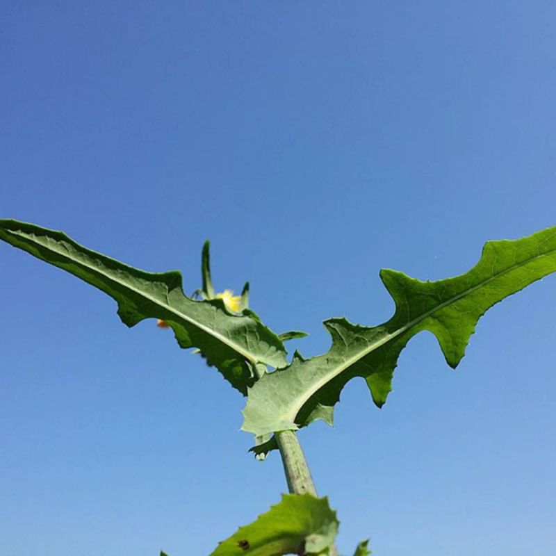 

Daun tempuyung segar 100gram/daun tempuyung/obat batu ginjal/tempuyung segar/100gram