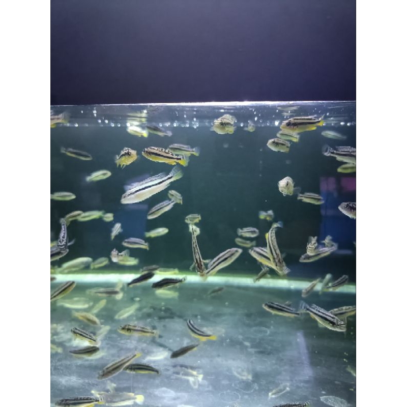 ikan hias air tawar cichlid niasa