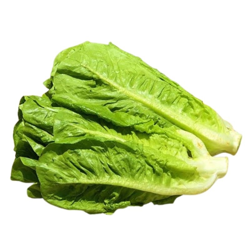 

Lettuce romaine (500 gr - 1 kg)