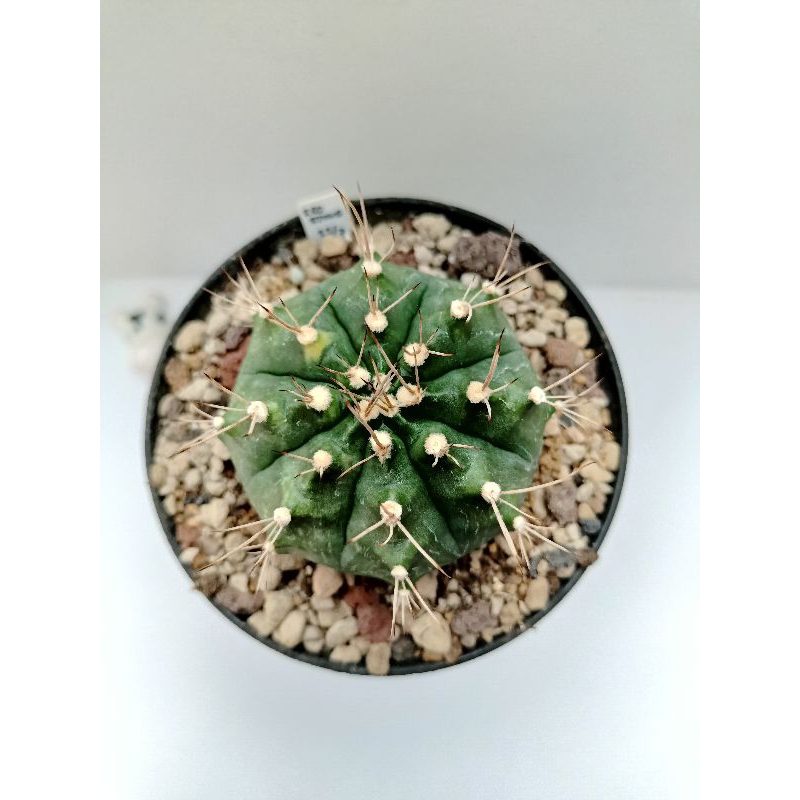 Kaktus Gemoy Langka Gymno Miha  Red Stone Var Gymnocalycium Mihanovichii