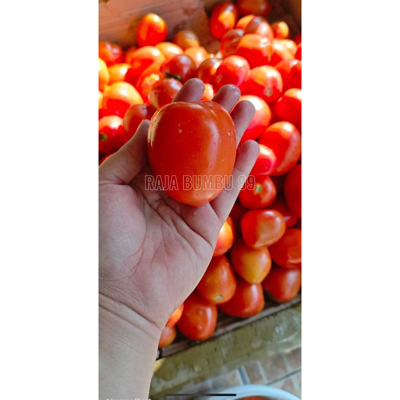 

Tomat merah 500gr dan 250 gr