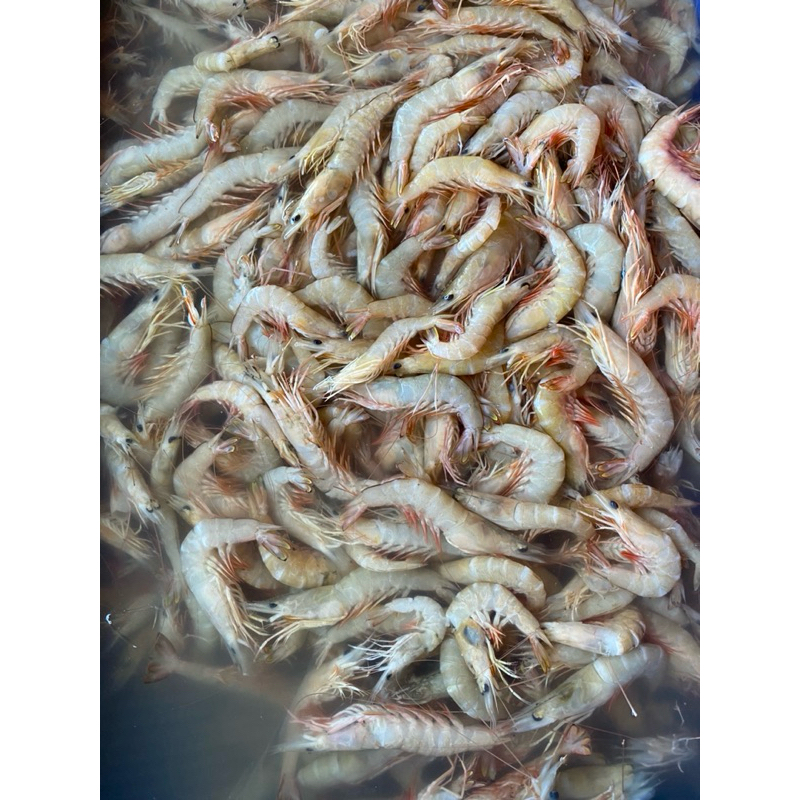 

udang dogol Kecil (500g)