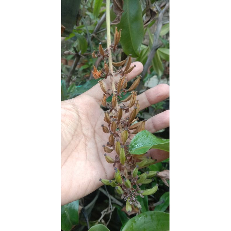 seed nepenthes