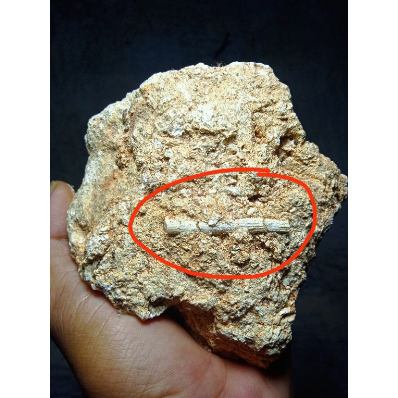 taring tertanam di batu asli penemuan