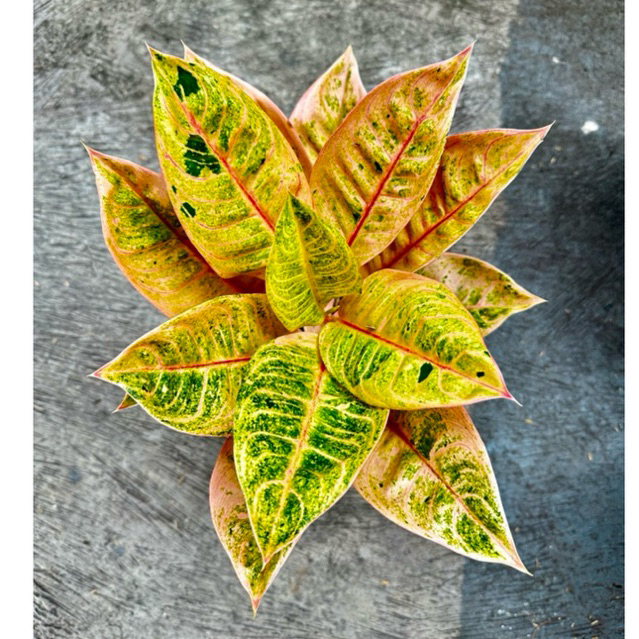 Little Lemon - Tanaman Hias Aglonema / Aglaonema