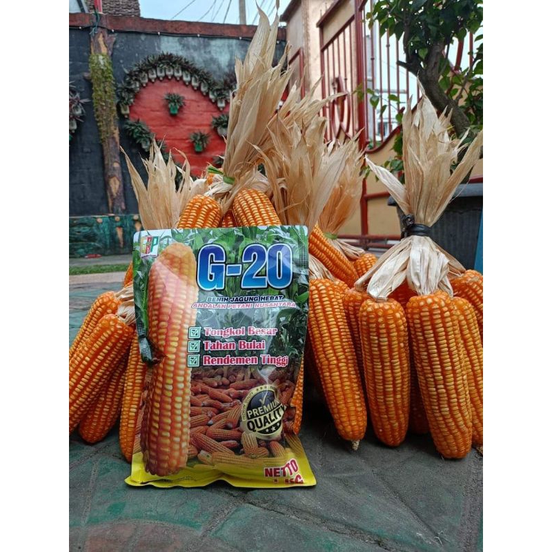 BENIH JAGUNG G20