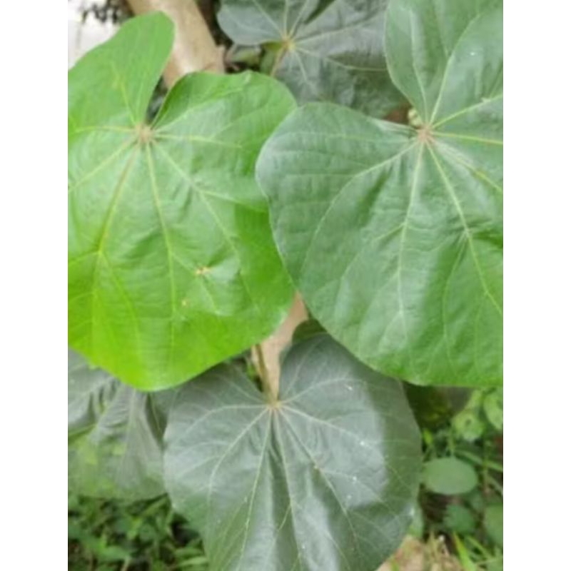 

Daun waru herbal Tradisional per 1 Lembar
