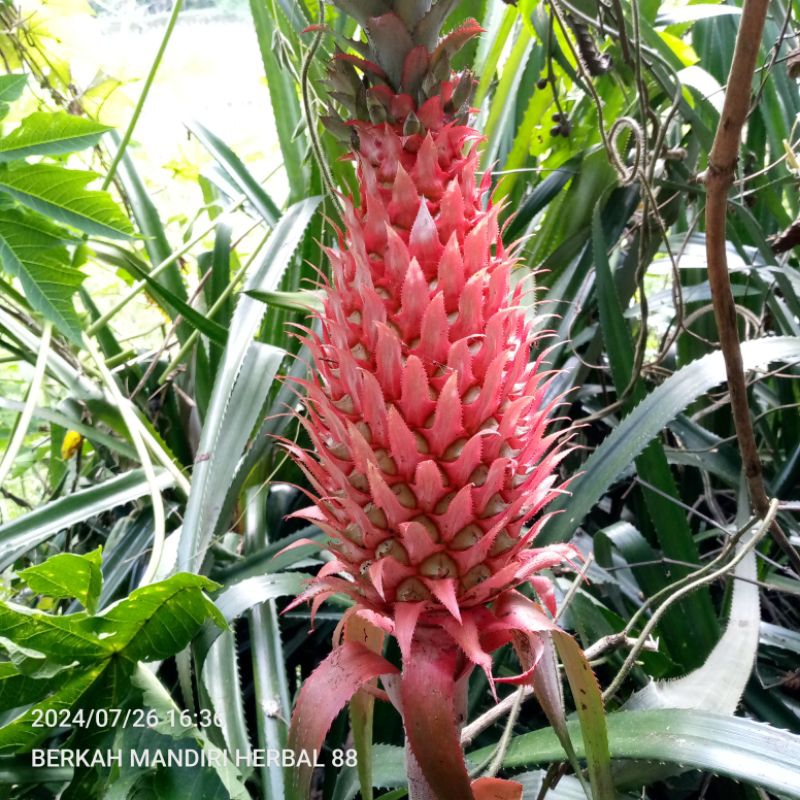 

buah nanas merah muda segar