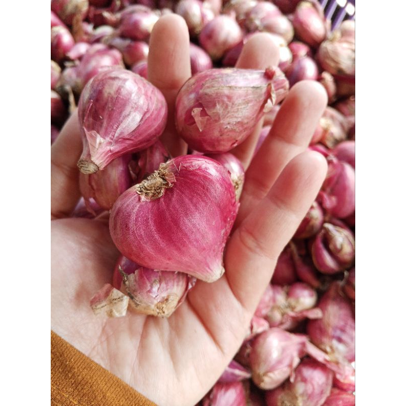 

Bawang Merah || Bawang Merah Brebes || Bawang Merah Murah