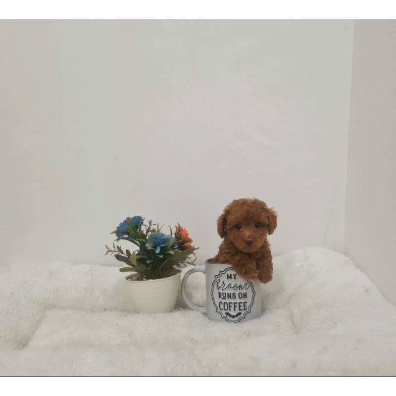 Teacup Red Poodle, Red Nose, Free antar Surabaya