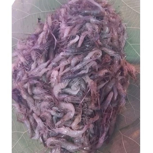 

udang sungai beku fresh bersih size besar 1 kg