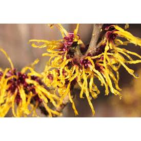 Witch Hazel Extract / Witch Hazel Ekstrak 100ml