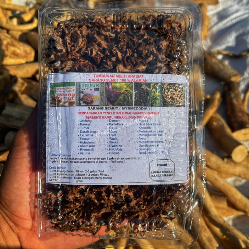 

Sarang Semut Kalimantan , Herbal Alami Tumbuhan Alam