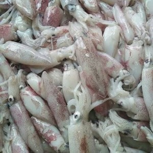 

Cumi Segar Pilihan 500 Gram