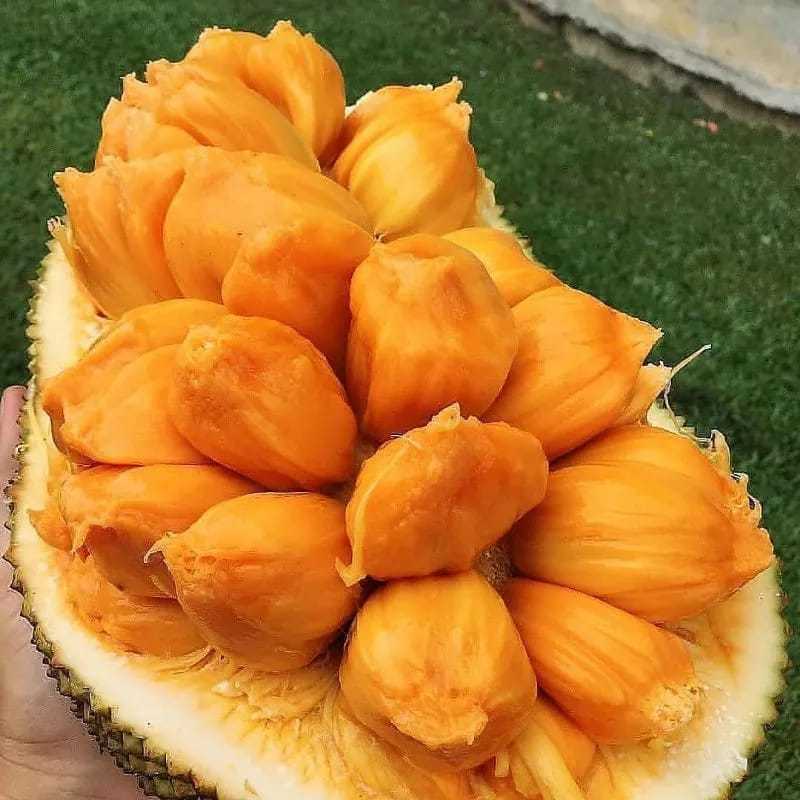 Bibit Tanaman Buah Cempedak Siap Tanam