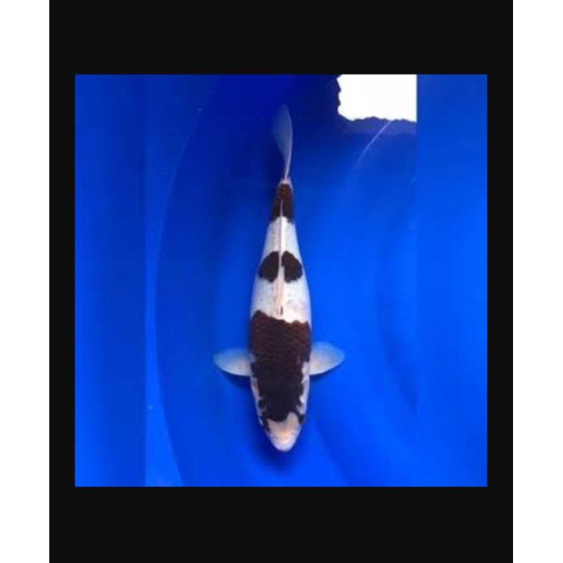 ikan koi Budo goromo size 30cm