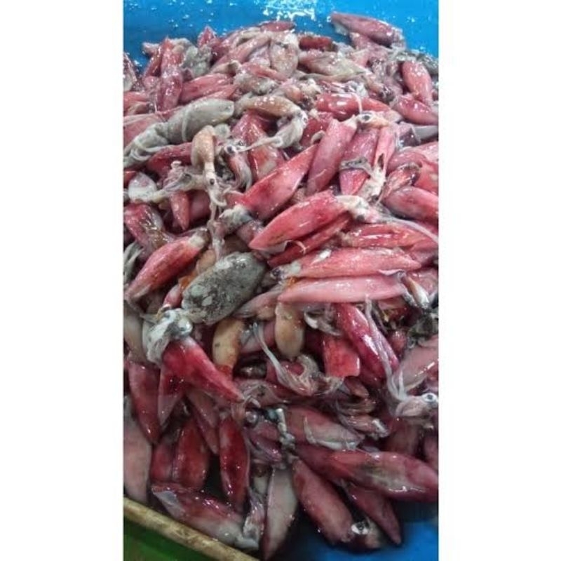 

Cumi-Cumi Teropong Per 500gr, Pasar Murah Makassar
