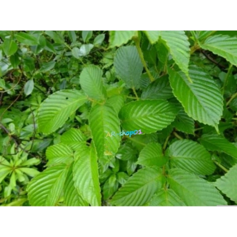 

daun girang girang segar | daun sulangkar obat herbal