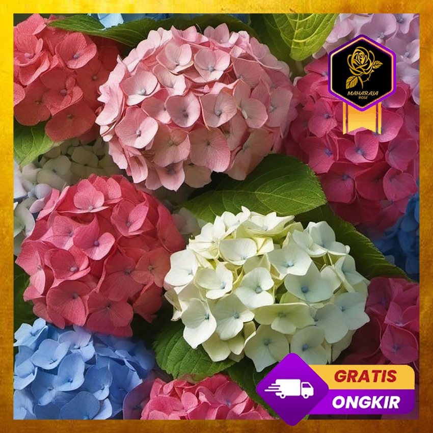 Tanaman Hydrangea Import - Bunga Hortensia