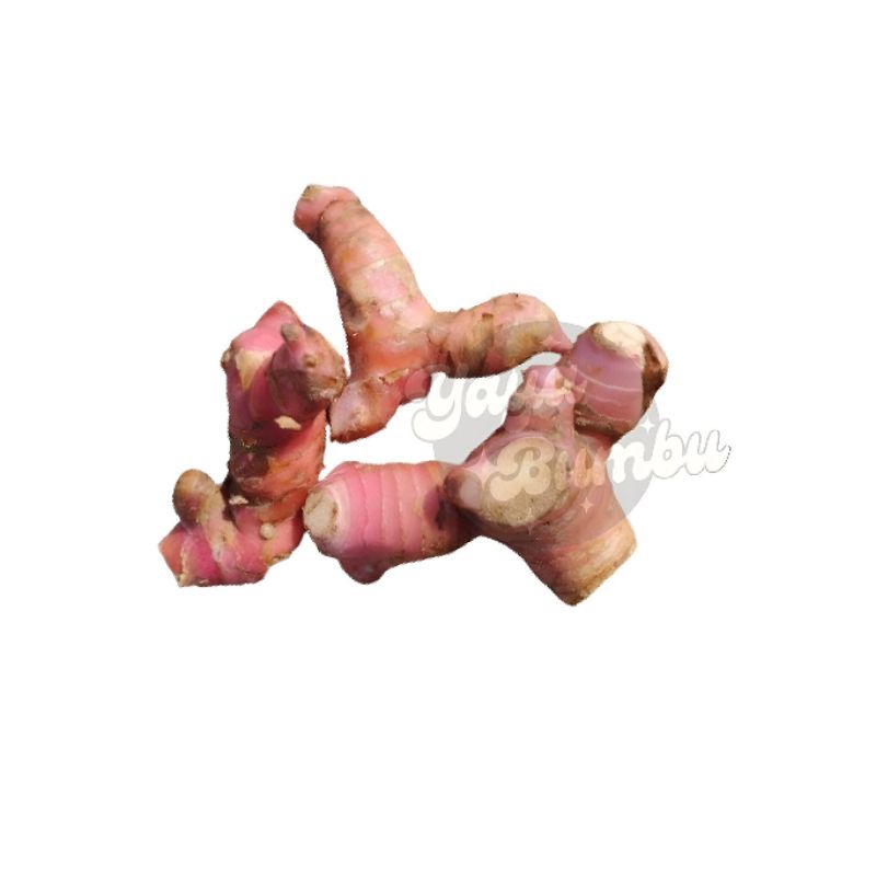 

[READY] LENGKUAS / LAOS FRESH 250 GRAM