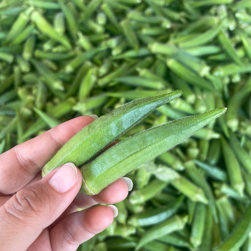 

Sayur Okra Hijau Segar Murah 500gr