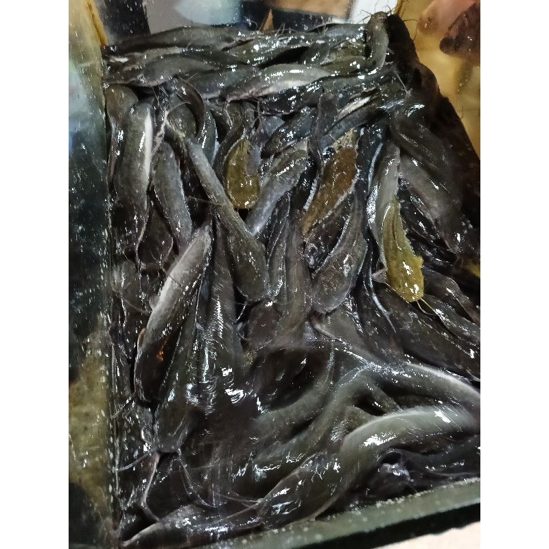 

Ikan Lele Segar