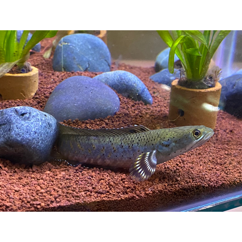 Hiasan Aquarium Chana Pulcra / Chana Blue Pulcra