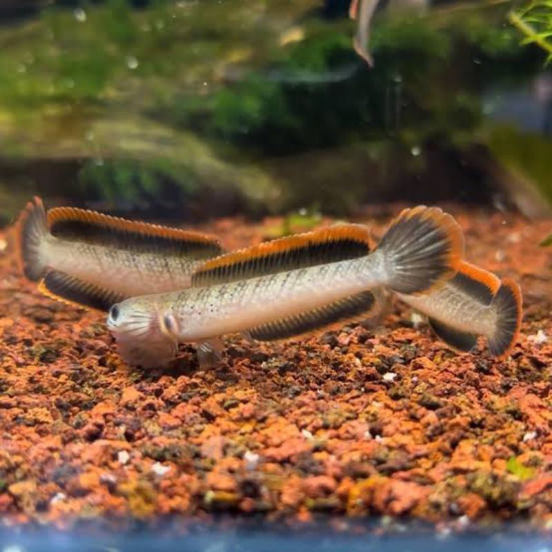 Channa limbata cb size 5-6 cm
